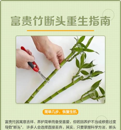 富贵竹顶端断了怎么办