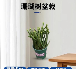 多肉珊瑚树怎么养啊