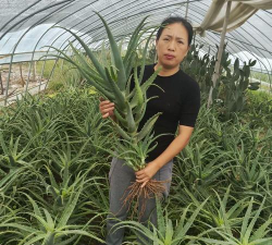 家庭养花用生根粉