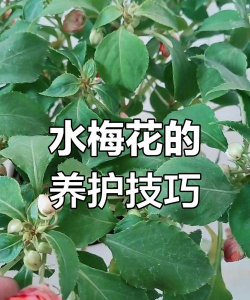 水梅叶子掉光是怎么回事