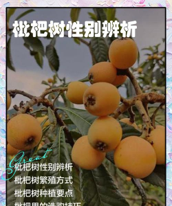 枇杷怎么接不在一起