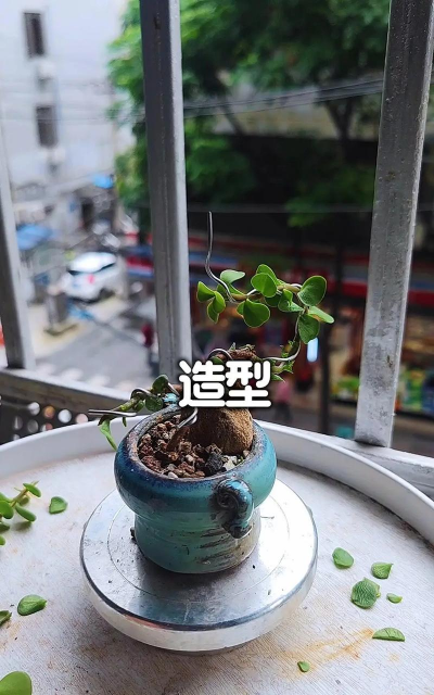 金枝玉叶脱水怎么办