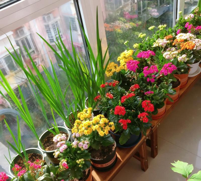 家庭养花用生根粉