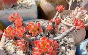 多肉波尔多红怎么养