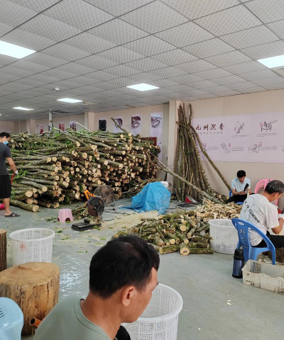 木香的采收加工