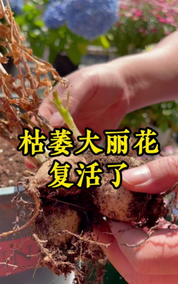 家庭养花用生根粉