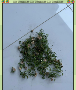 丹麦风铃草枯了怎么办