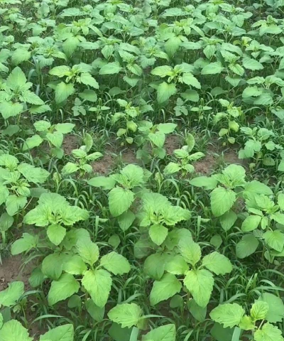 芝麻苗期管理技术