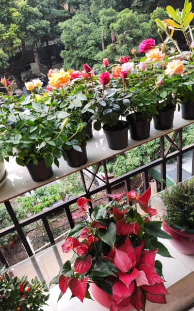 家庭养花用生根粉