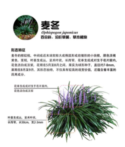麦冬草什么时候开花