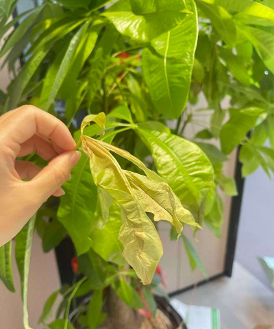 苏梨木叶子枯萎怎么办