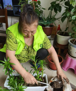 家庭养花用生根粉