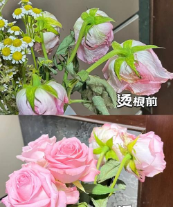 家庭养花用生根粉