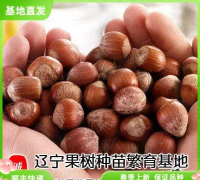 杂交大果榛子高产栽培