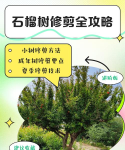 石榴花花期过后怎么修剪