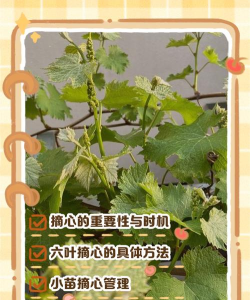 葡萄新梢摘心技术 葡萄新梢摘心技术