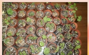 家庭养花用生根粉