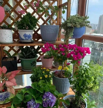 家庭养花用生根粉