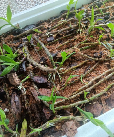 家庭养花用生根粉