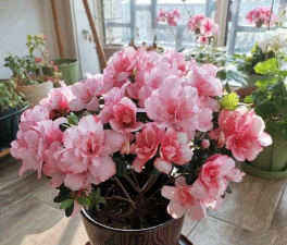 家庭养花用生根粉