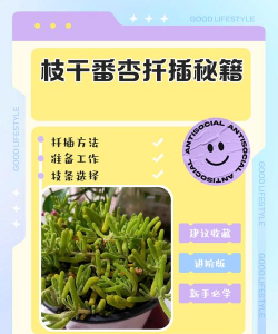 枝干番杏如何扦插