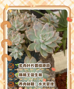 多肉叶子发皱怎么办