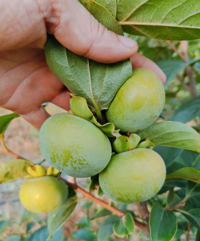 提高甜柿坐果率技术