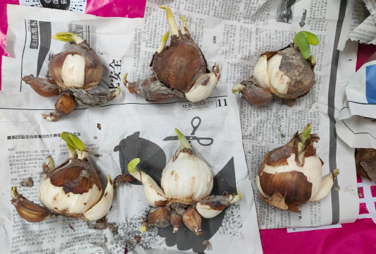 家庭养花用生根粉