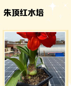 状元红密子水养殖怎么养