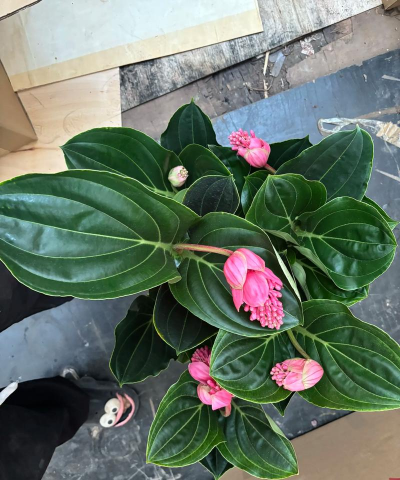 宝莲灯花叶子黑怎么回事