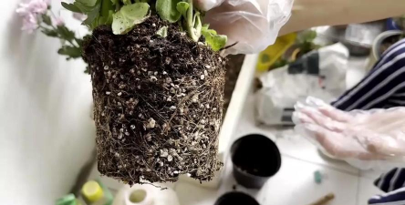 家庭养花用生根粉