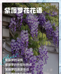 藤花花语用日语怎么说