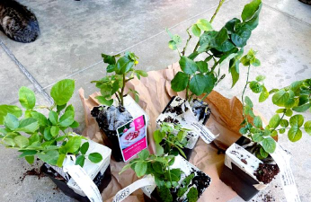 家庭养花用生根粉