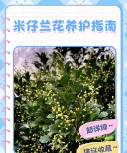 米仔兰怎么养开花才会香