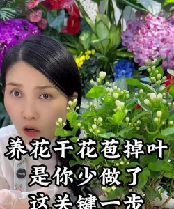 家庭养花用生根粉