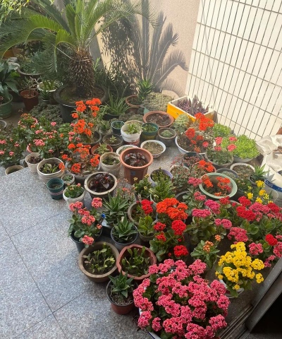 家庭养花用生根粉