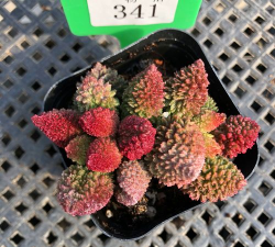 大疣朱紫玉怎么结种子