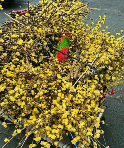 买回家的腊梅怎么不香了