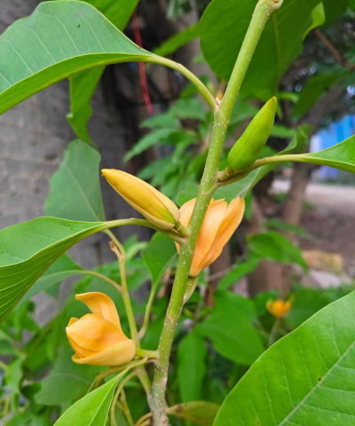 玉兰花叶子怎么变黄