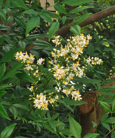 南天竹什么时候开花