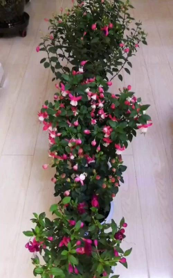 家庭养花用生根粉