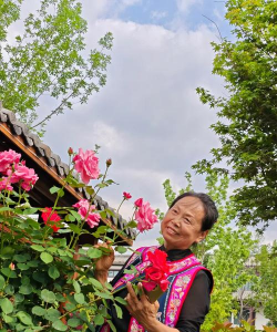 家庭养花用生根粉