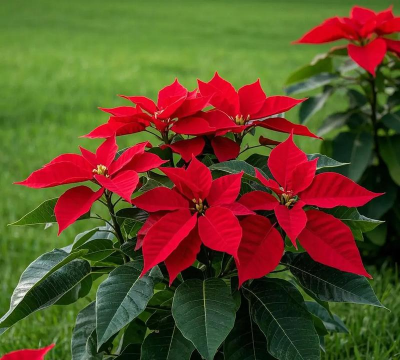 一品红怎么授粉