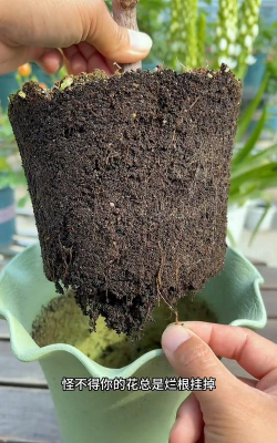 家庭养花用生根粉