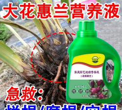 家庭养花用生根粉