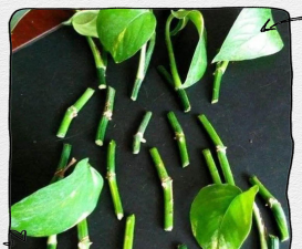 家庭养花用生根粉