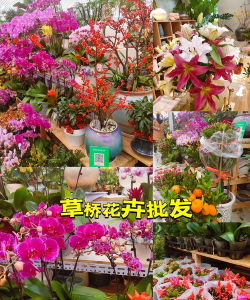 草桥花卉市场都有什么