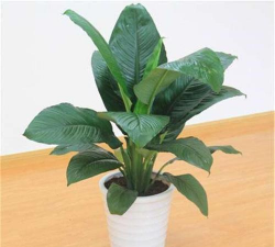 绿巨人白掌长虫怎么办