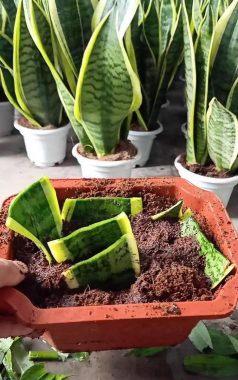 家庭养花用生根粉