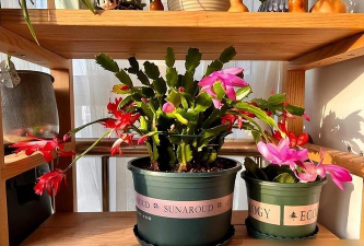 家庭养花用生根粉